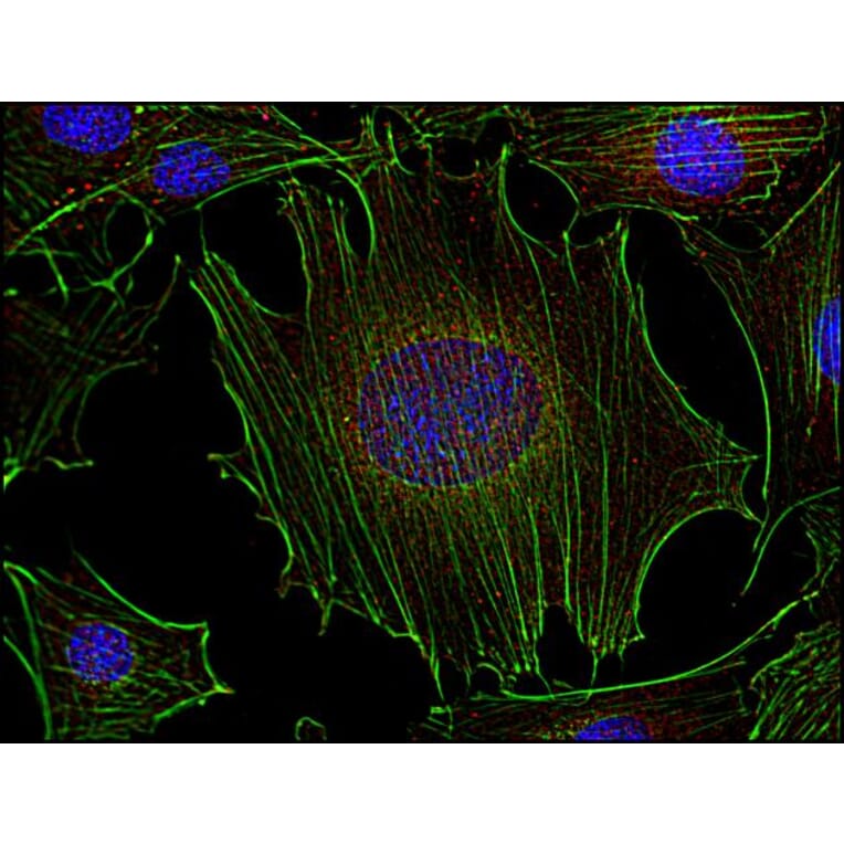 Immunocytochemistry - Anti-FYN Antibody [FYN-01] (A86767) - Antibodies.com