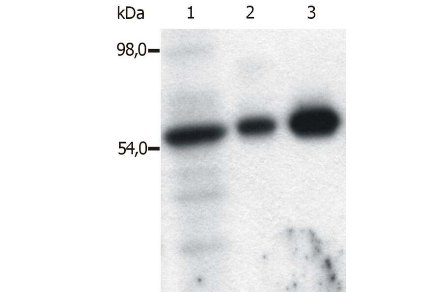 Immunoprecipitation - Anti-FYN Antibody [FYN-01] (A86767) - Antibodies.com