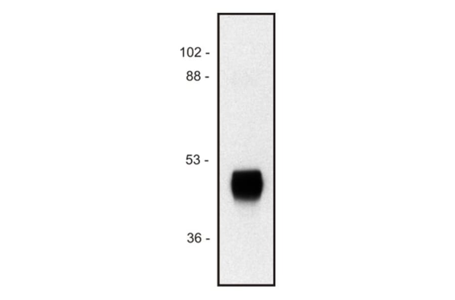 WB - Anti-HRP Antibody [HP-03] (A86768)