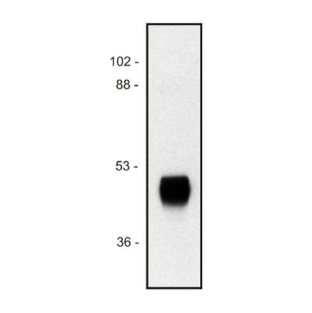 WB - Anti-HRP Antibody [HP-03] (A86768)