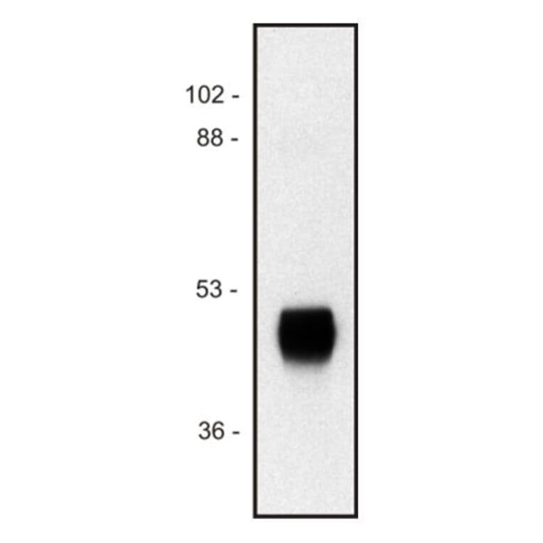 WB - Anti-HRP Antibody [HP-03] (A86768)