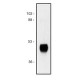 WB - Anti-HRP Antibody [HP-03] (A86768)