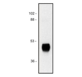 Western Blot - Anti-HRP Antibody [HP-03] (A86767) - Antibodies.com