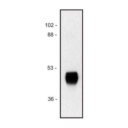 Western Blot - Anti-HRP Antibody [HP-03] (A86767) - Antibodies.com