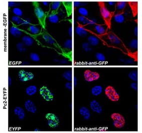ICC - Anti-GFP Antibody (A86774)