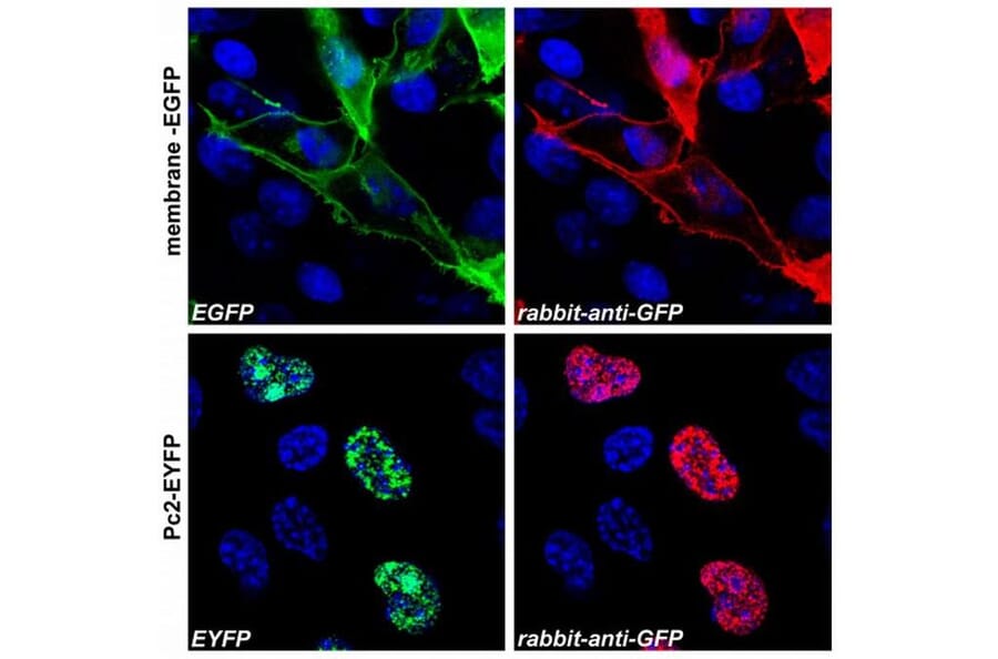 ICC - Anti-GFP Antibody (A86774)