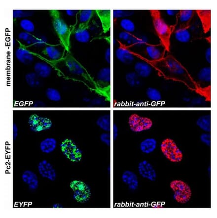 ICC - Anti-GFP Antibody (A86774)