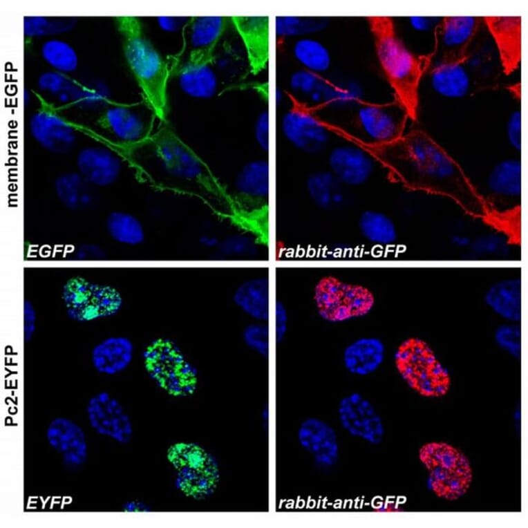 ICC - Anti-GFP Antibody (A86774)