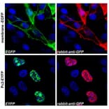ICC - Anti-GFP Antibody (A86774)