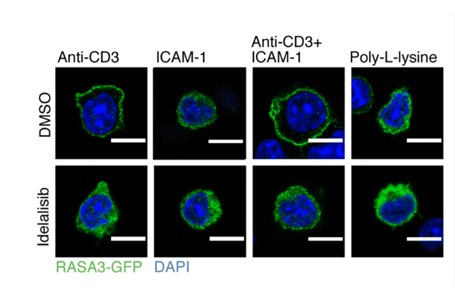 Immunofluorescnece - Anti-GFP Antibody - Antibodies.com