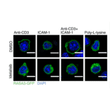 Immunofluorescnece - Anti-GFP Antibody - Antibodies.com