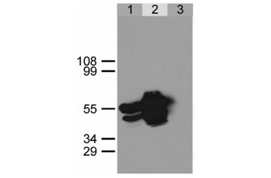IP - Anti-GFP Antibody (A86774)