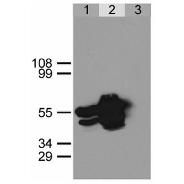 IP - Anti-GFP Antibody (A86774)
