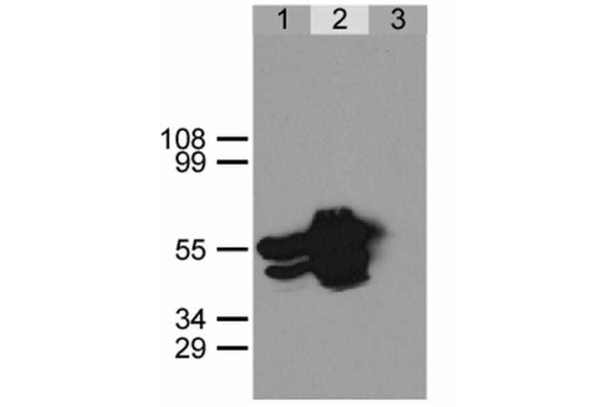 Immunoprecipitation - Anti-GFP Antibody (A86774) - Antibodies.com