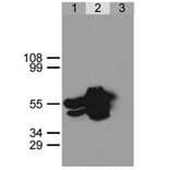 Immunoprecipitation - Anti-GFP Antibody (A86774) - Antibodies.com