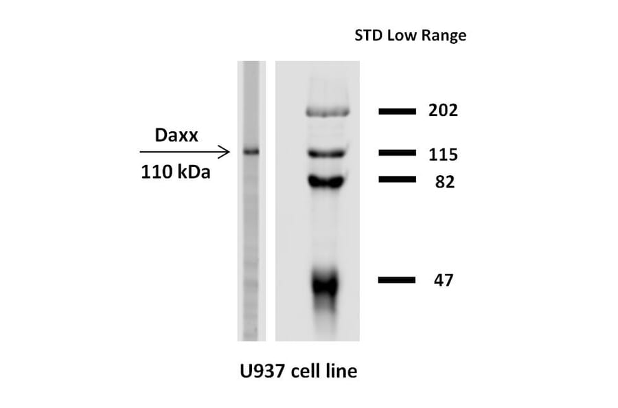 WB - Anti-Daxx Antibody [DAXX-03] (A86775)