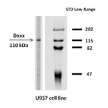 WB - Anti-Daxx Antibody [DAXX-03] (A86775)