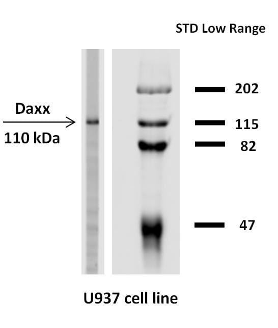 Western blotting analysis of Daxx expression in  human U937 cell line with Anti-Daxx Antibody (A86775).