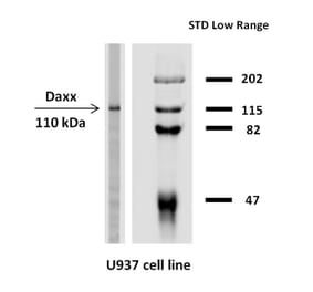 Western Blot - Anti-Daxx Antibody [DAXX-03] (A86774) - Antibodies.com