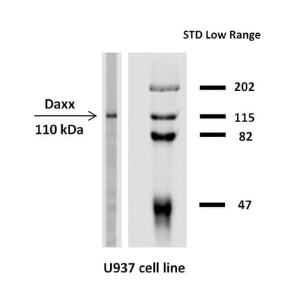 Western Blot - Anti-Daxx Antibody [DAXX-03] (A86774) - Antibodies.com
