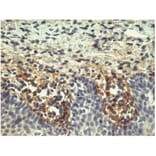 IHC - Anti-Tenascin C Antibody [T2H5] (A86776)