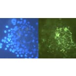 ICC - Anti-Tenascin C Antibody [T2H5] (A86776)
