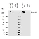 WB - Anti-Tenascin C Antibody [T2H5] (A86776)