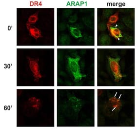 ICC - Anti-ARAP1 Antibody [ARAP1-2] (A86780)