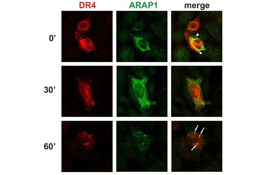 ICC - Anti-ARAP1 Antibody [ARAP1-2] (A86780)