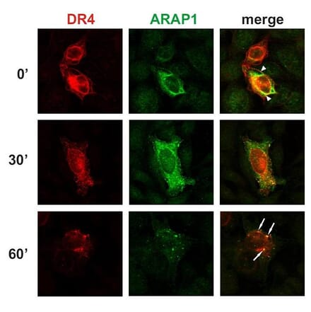 ICC - Anti-ARAP1 Antibody [ARAP1-2] (A86780)