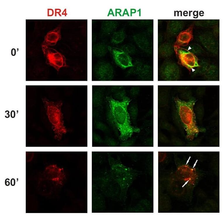 ICC - Anti-ARAP1 Antibody [ARAP1-2] (A86780)