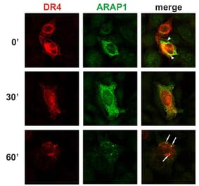 Immunocytochemistry - Anti-ARAP1 Antibody [ARAP1-2] (A86778) - Antibodies.com