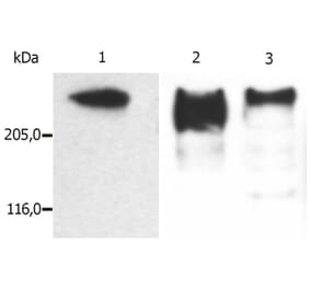 WB - Anti-MAP2 Antibody [MT-01] (A86786)