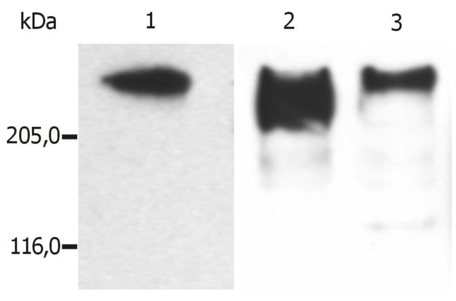WB - Anti-MAP2 Antibody [MT-01] (A86786)