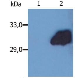 WB - Anti-SOCS3 Antibody [SO1] (A86787)
