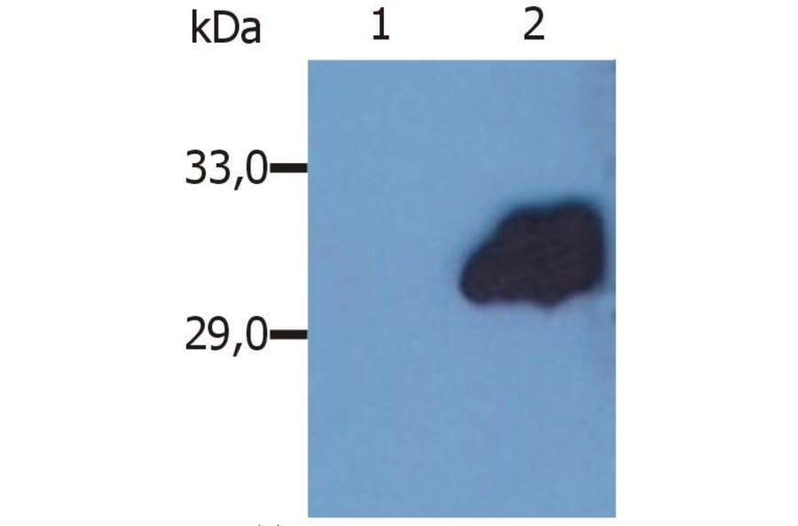 WB - Anti-SOCS3 Antibody [SO1] (A86787)