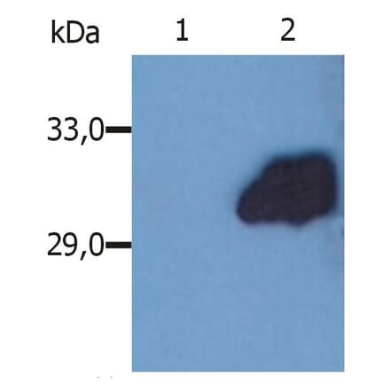 WB - Anti-SOCS3 Antibody [SO1] (A86787)