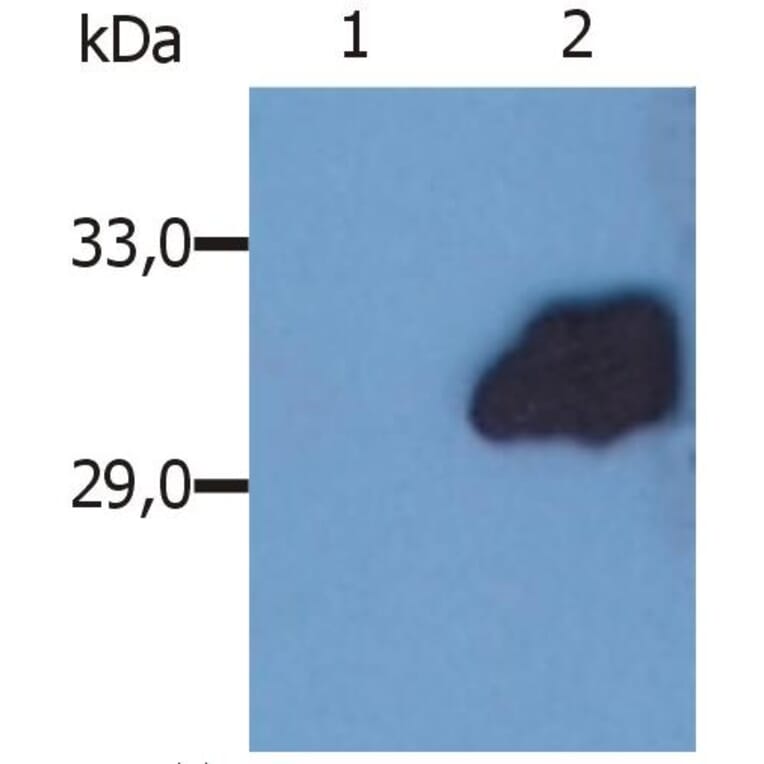 WB - Anti-SOCS3 Antibody [SO1] (A86787)