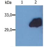 WB - Anti-SOCS3 Antibody [SO1] (A86787)