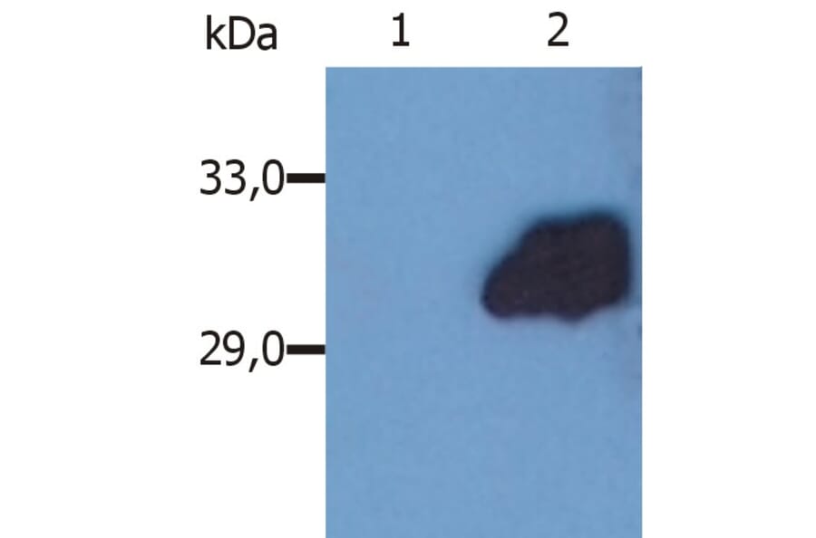 Western Blot - Anti-SOCS3 Antibody [SO1] (A86786) - Antibodies.com