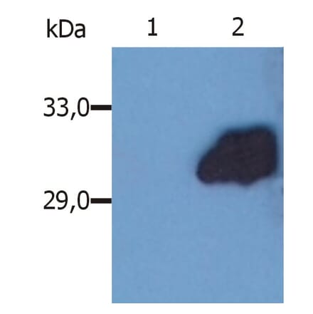 Western Blot - Anti-SOCS3 Antibody [SO1] (A86786) - Antibodies.com