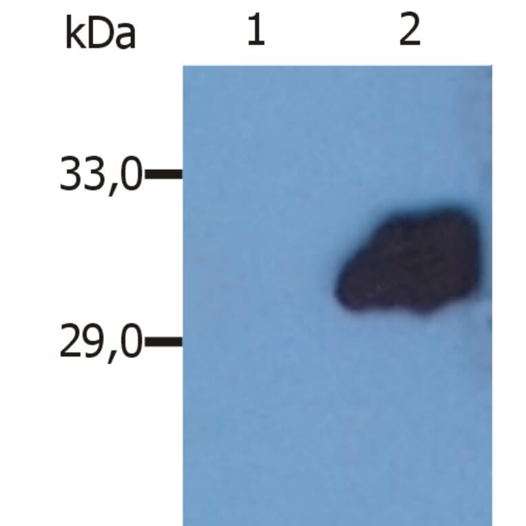 Western Blot - Anti-SOCS3 Antibody [SO1] (A86786) - Antibodies.com