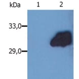 Western Blot - Anti-SOCS3 Antibody [SO1] (A86786) - Antibodies.com