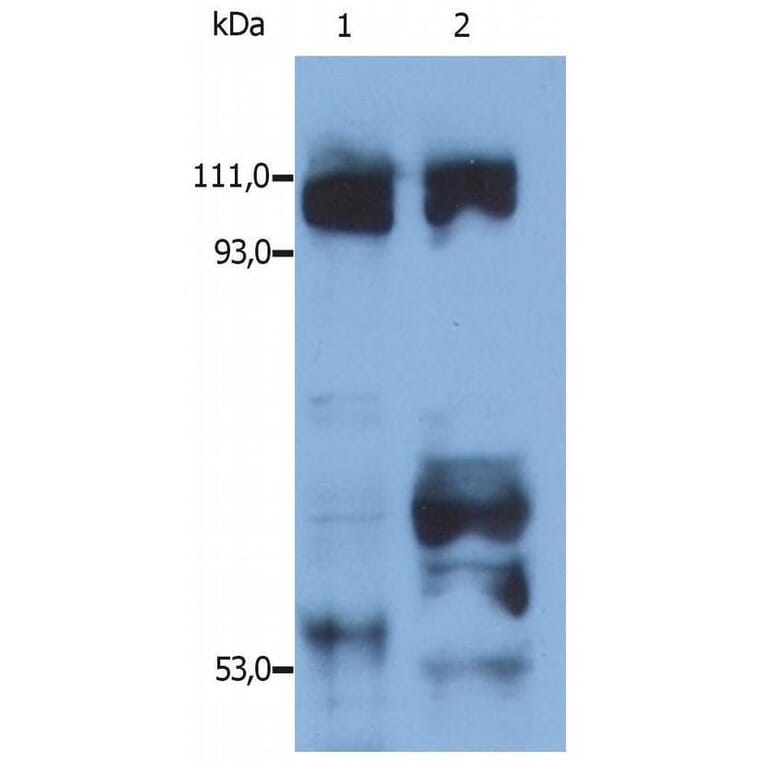 WB - Anti-Kinesin Antibody (A86792)