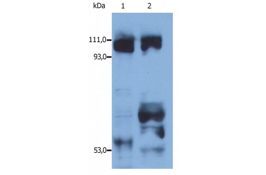 Western Blot - Anti-Kinesin Antibody (A86789) - Antibodies.com