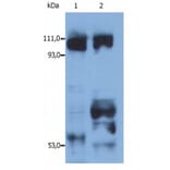 Western Blot - Anti-Kinesin Antibody (A86789) - Antibodies.com