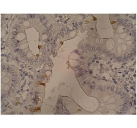 IHC - Anti-CA19-9 Antibody [121SLE] (A86801)
