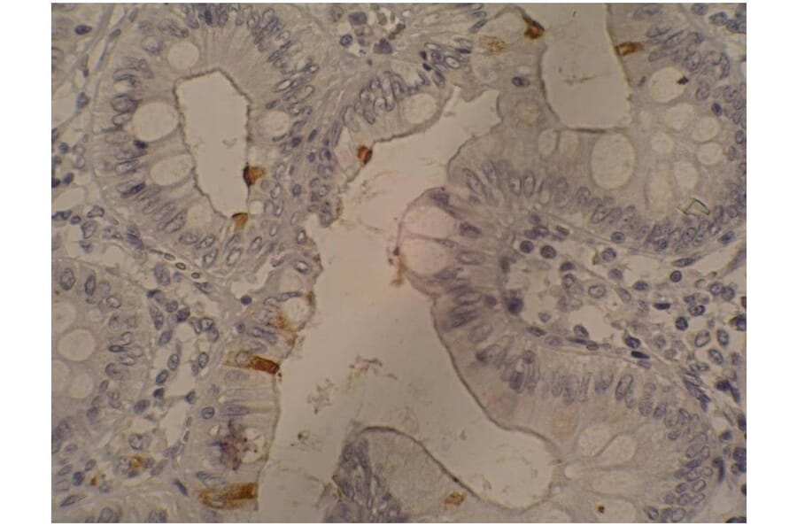 IHC - Anti-CA19-9 Antibody [121SLE] (A86801)