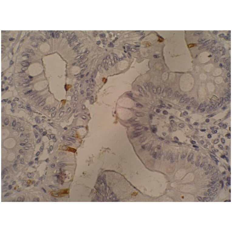 IHC - Anti-CA19-9 Antibody [121SLE] (A86801)