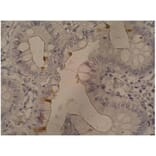 IHC - Anti-CA19-9 Antibody [121SLE] (A86801)